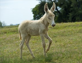 Foal of the Austro-Hungarian White Baroque Donkey