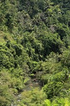 Tropical forest and white water rafting