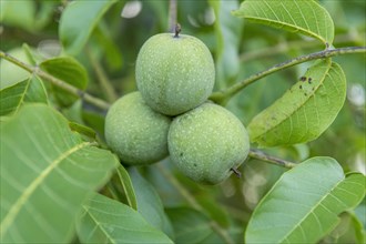 Unripe persian walnuts