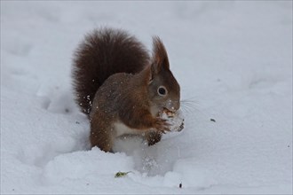 Squirrel holding snowball in hand standing in snow looking right