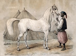 A servant in oriental dress holds a white Arabian horse by the reins