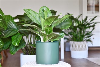 Tropical 'Aglaonema Royal Diamond' houseplant with silver pattern in green flower pot