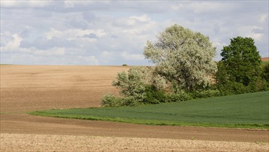 Bocage Landscape with Fields Hedges and Trees