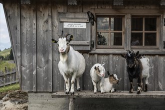 Mountain inn and goats