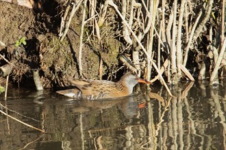 Water rail with reflection at water's edge with reed stalks standing looking right