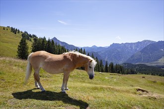 Haflinger on the mountain pasture on the way to Thorhoehe
