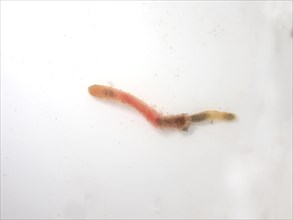 Lugworm