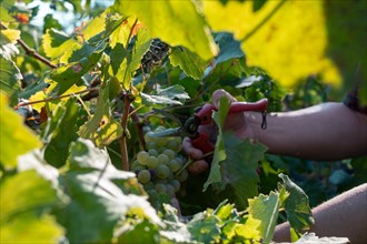Woman farmer hands using scissors to cut organic sauvignon grape with sscissors from plant in wine farm in summertime harvesting period