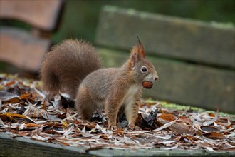 Squirrel with nut in mouth sitting on wooden table with coloured autumn leaves