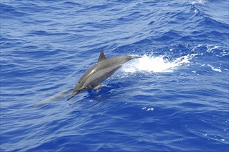 Pacific Dolphin Spinner Dolphin Long-beaked spinner dolphin