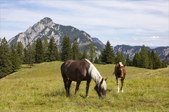Horses on the mountain pasture with Rinnkogel