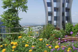 Urban gardening on the roof of the Capita Spring Building