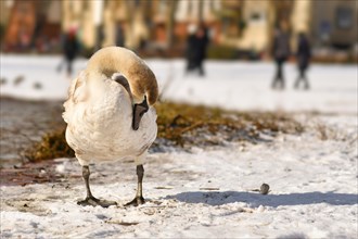 Young swan with brown patches in coat cleaning its feathers while standing in snow
