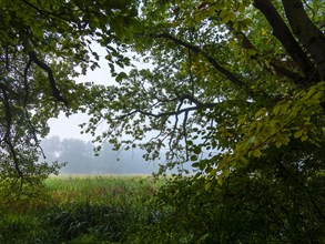 Wilderness and Thick Branches with Foliage at the Meadow Edge