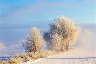 Hoarfrost on the trees at a field with snow and fog on a cold winter day