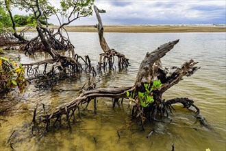 Beautiful mangrove vegetation on Pe de Serra beach in the coastal city of Serra Grande in the state of Bahia