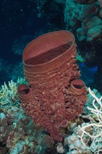 Spiny tube sponge