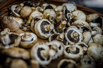 Portobello mushrooms closeup on a basket