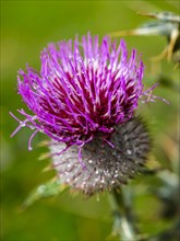Woolly thistle