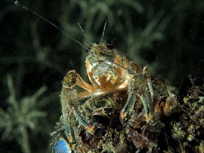 Portrait of crayfish