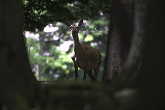 Red deer in the animal enclosure