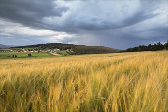 Barley field in the evening light