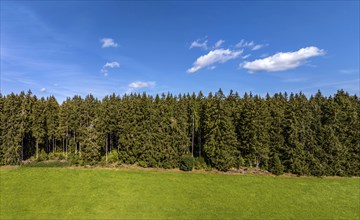 Coniferous forest with sky and clouds