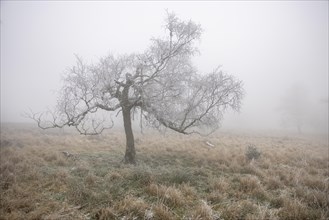 First hoarfrost on tree and heath in November in the fog