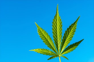 Marijuana leaf on a blue sky with copy and paste space. Medical cannabis for medicinal consumption on a farm