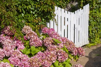 White garden door with hydrangea bush