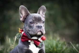Head of young blue French Bulldog dog wearing seasonal Christmas collar with red bow tie on blurry green background