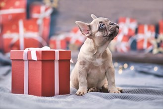 French Bulldog dog puppy sitting next to red Christmas gift box with ribbon surrounded by seasonal decoration