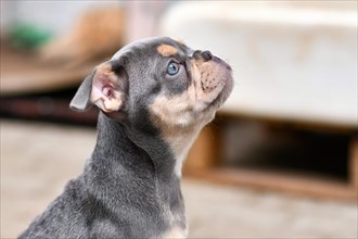 Cute Lilac tan French Bulldog dog puppy
