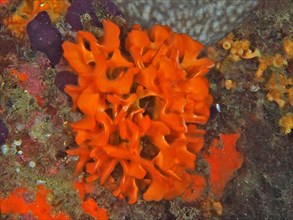 Orange spiny sponge
