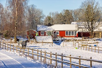 Horses in a paddock by a red house in the country on a cold snowy winter day