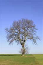 Bald oak tree