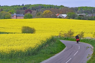 Cyclist riding on a narrow road between flowering rape fields