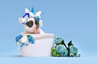 Cute French Bulldog dog puppy with unicorn headband with horn peeking out of box with flowers on blue background