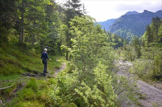 Hiker at Hinteren Kraxenbach on the ascent from Ruhpolding to Sonntagshorn in the Eastern Chiemgau Alps Nature Reserve