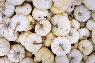 Top view of many small white Baby Boo pumpkins
