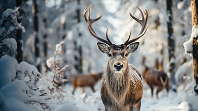 A majestic horned fallow deer buck in the wintery wilderness. generative AI