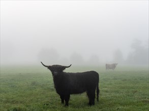 Young bull with horns and cattle on pasture in fog