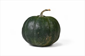Dark 'Black Kat F1' acorn squash with dark green