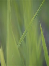 Blade of grass in a meadow