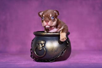 Mocca Orange Tan French Bulldog dog puppy in Halloween witch cauldron on purple background
