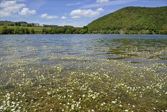 View over the Diemelsee with water crowfoot
