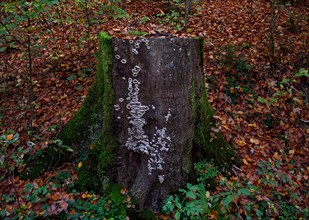 Tree stump with tree fungus in autumn