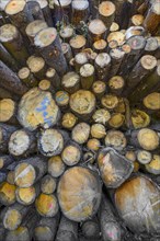 Stacked Baom logs in a sawmill