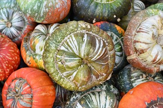 Green colored Turban squash with warts on skin on pile of colorful squashes