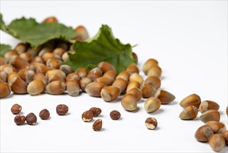 Hazelnuts in and without shell and hazelnut bush leaves